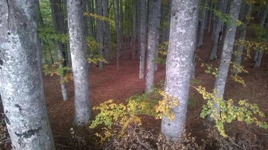 vallombrosa